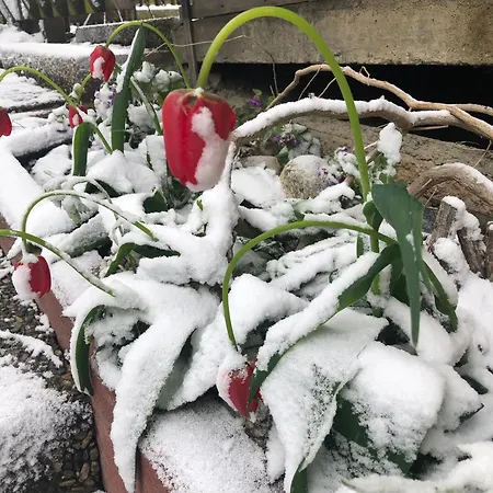 Dağ evi Mex 15